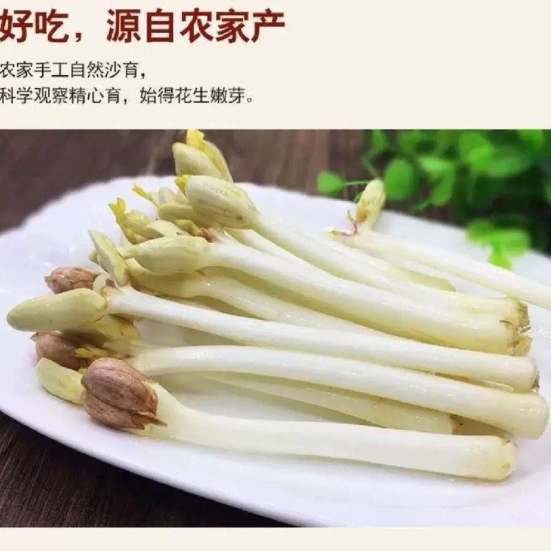 优选重庆水培有机花生芽爽口火锅佳伴新鲜挑尖保证