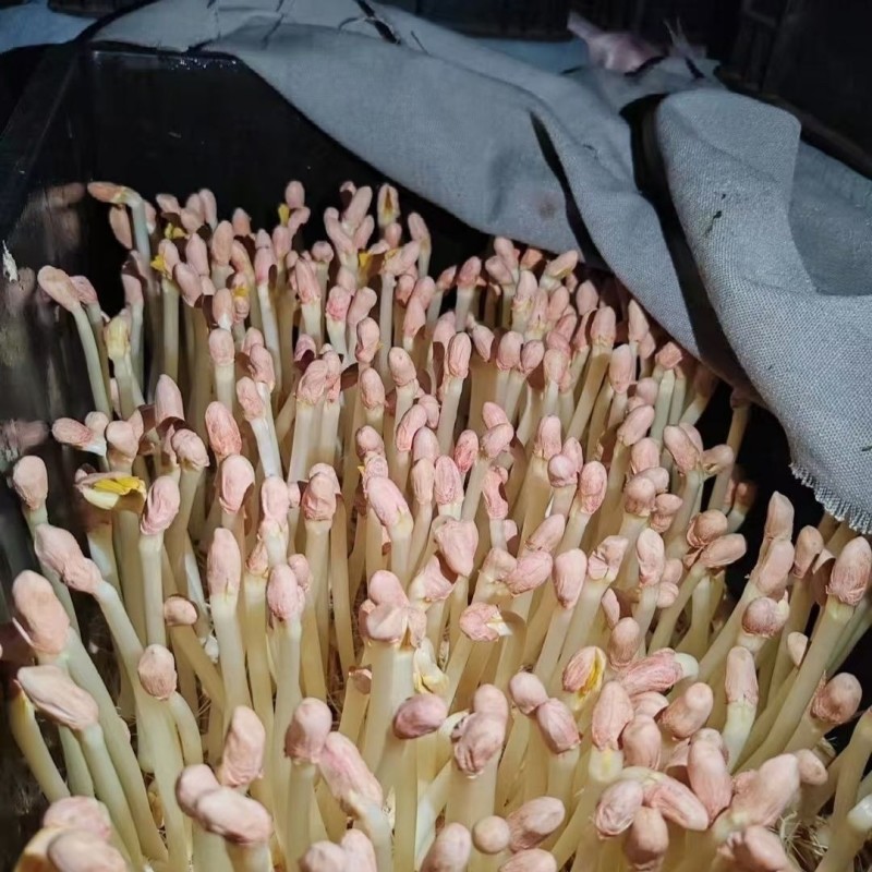 优选重庆水培有机花生芽爽口火锅佳伴新鲜挑尖保证