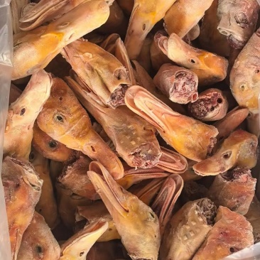 带舌填鸭头1吨多