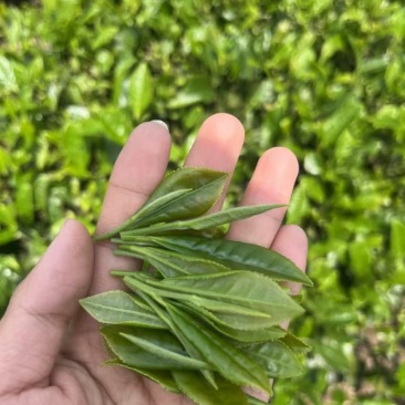 茶叶