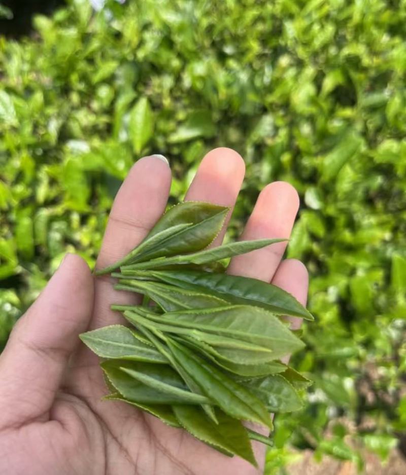 茶叶