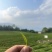 茶叶