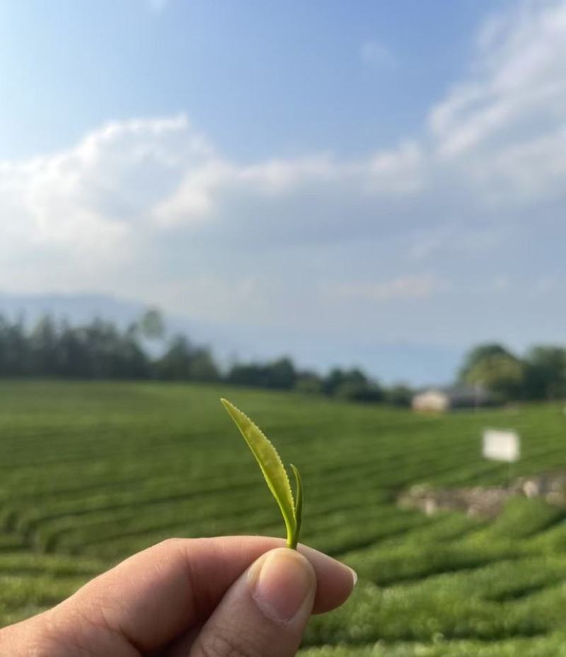 茶叶