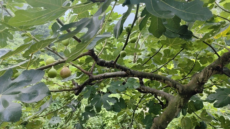 波姬红无花果