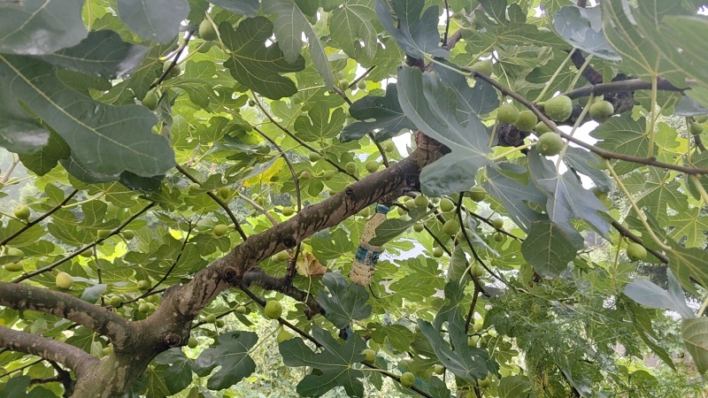 波姬红无花果