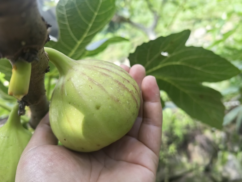波姬红无花果