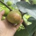 波姬红无花果