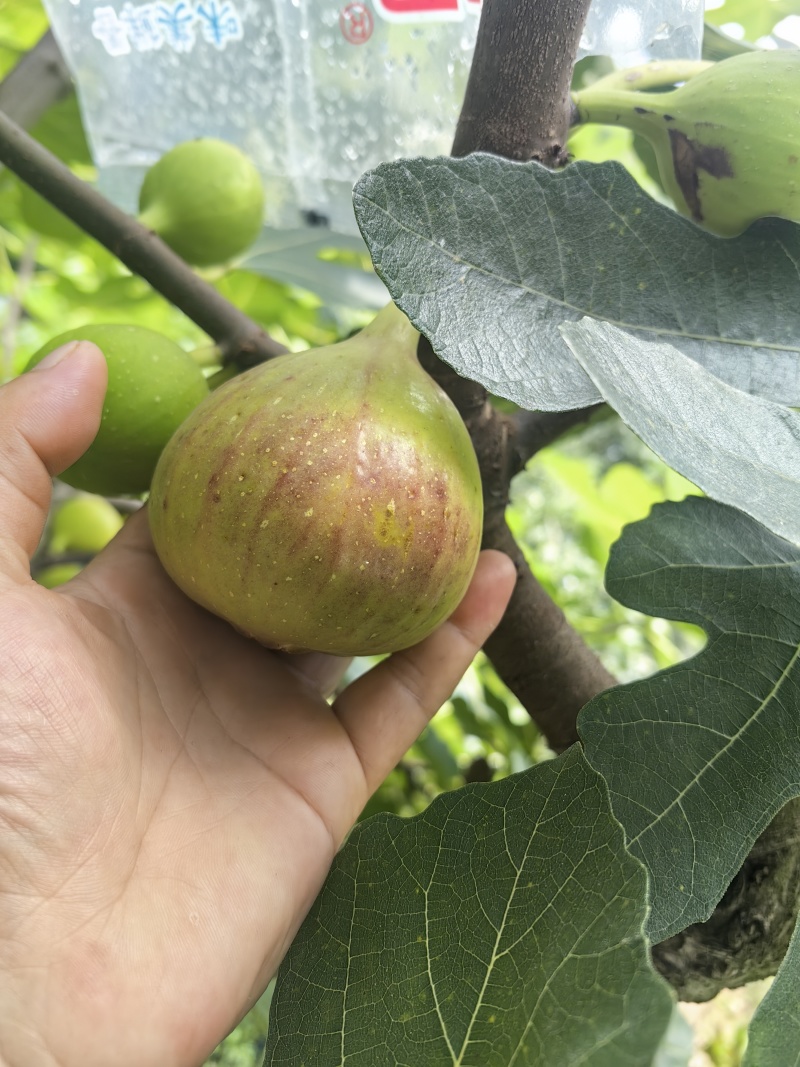 波姬红无花果