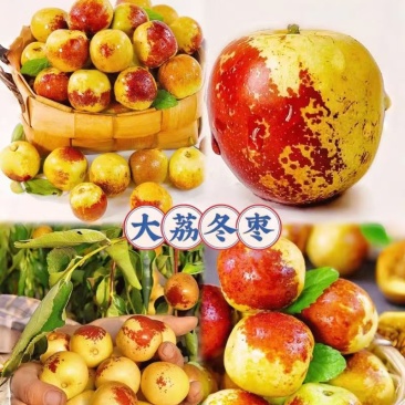 陕西大荔冬枣