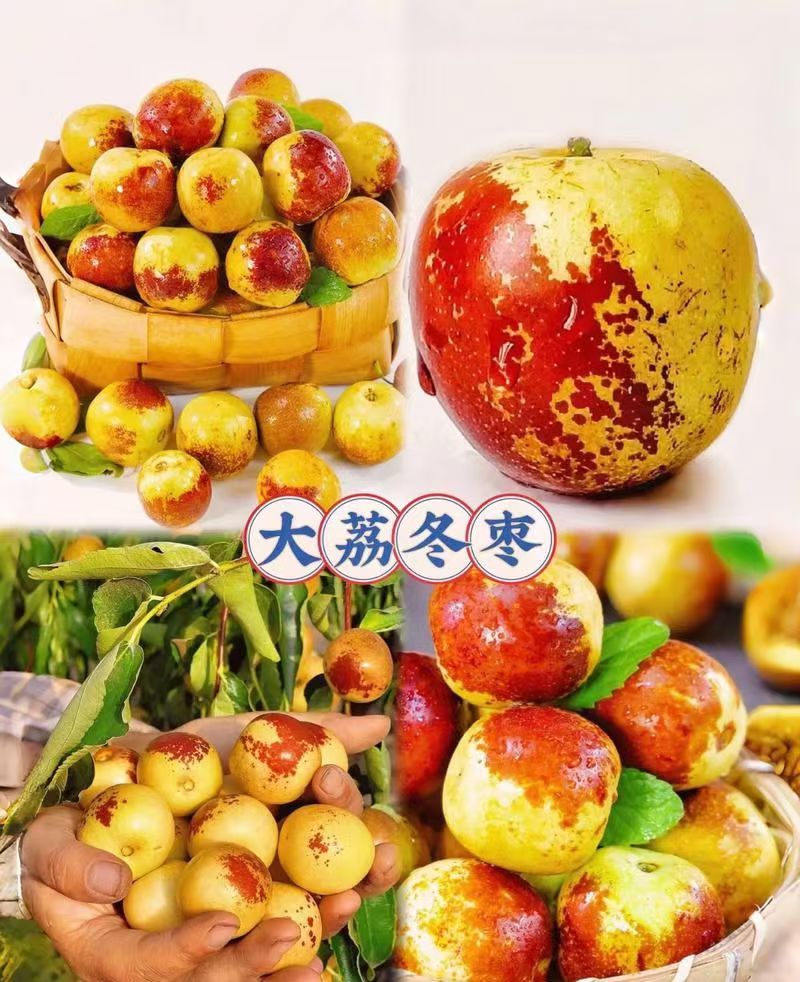陕西大荔冬枣