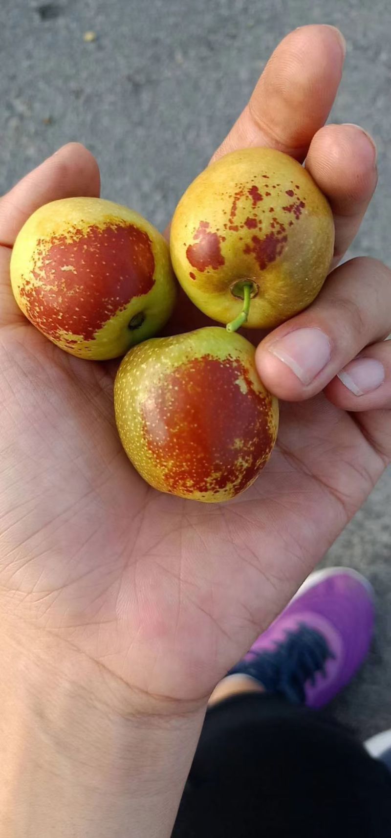 陕西大荔冬枣