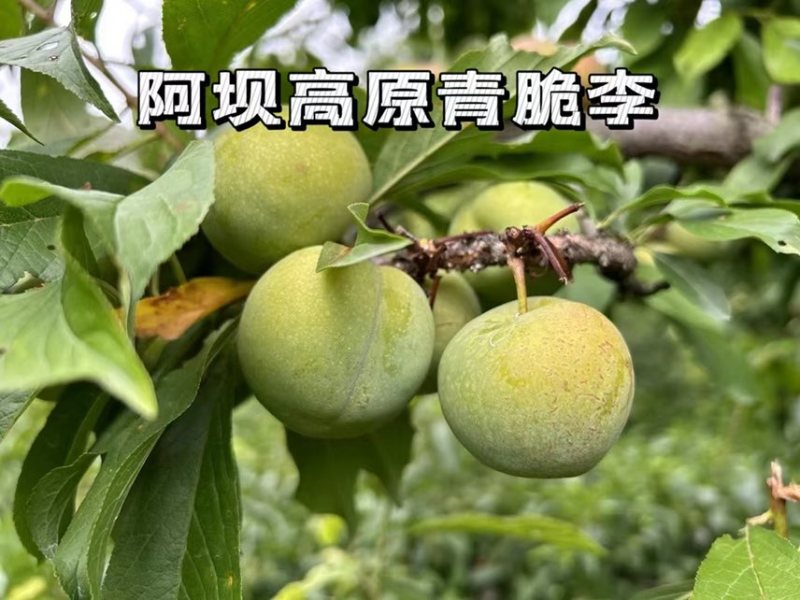 阿坝高原青脆李子大量上市了