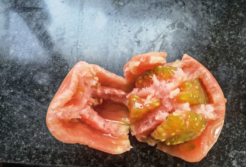 陆地硬粉西红柿，四亩地，需要联系，