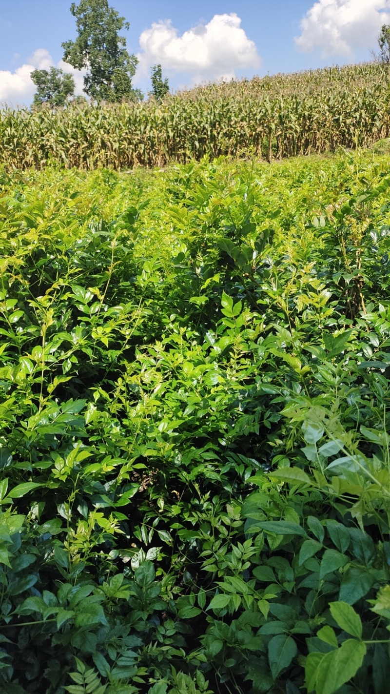 张家界莓茶