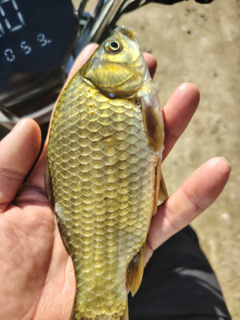 鲫鱼
