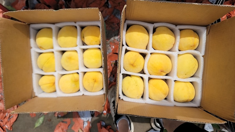 锦绣黄桃大果有1斤以上
