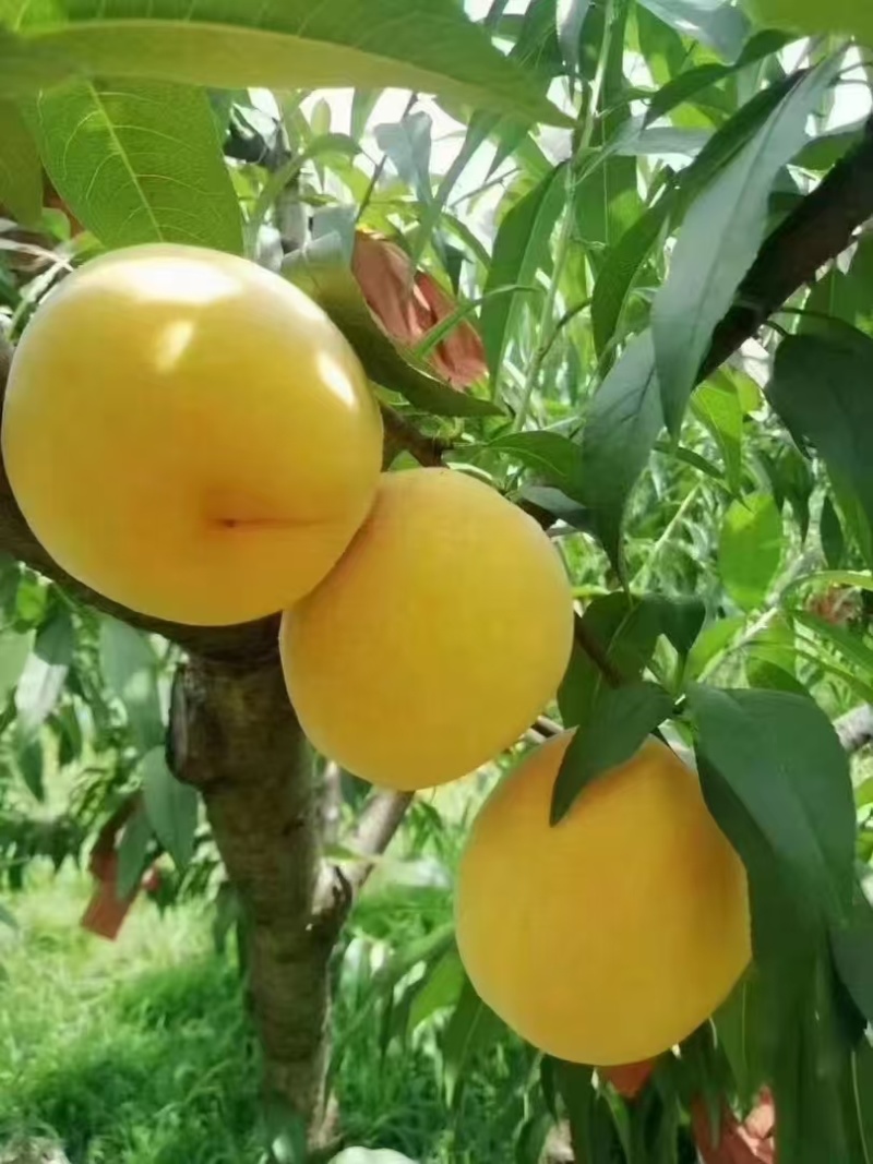 锦绣黄桃