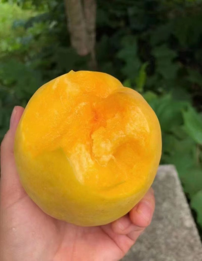 锦绣黄桃