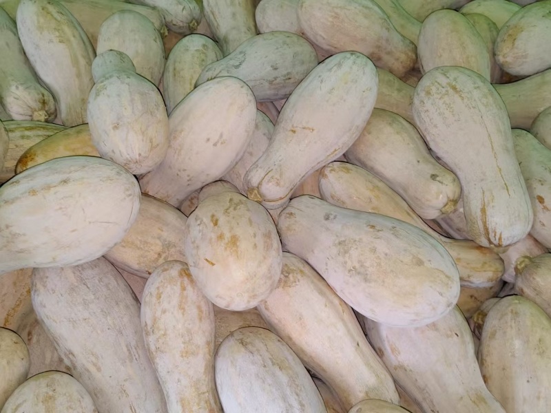 贵州蜜本南瓜