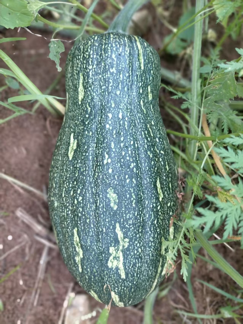 贵州蜜本南瓜