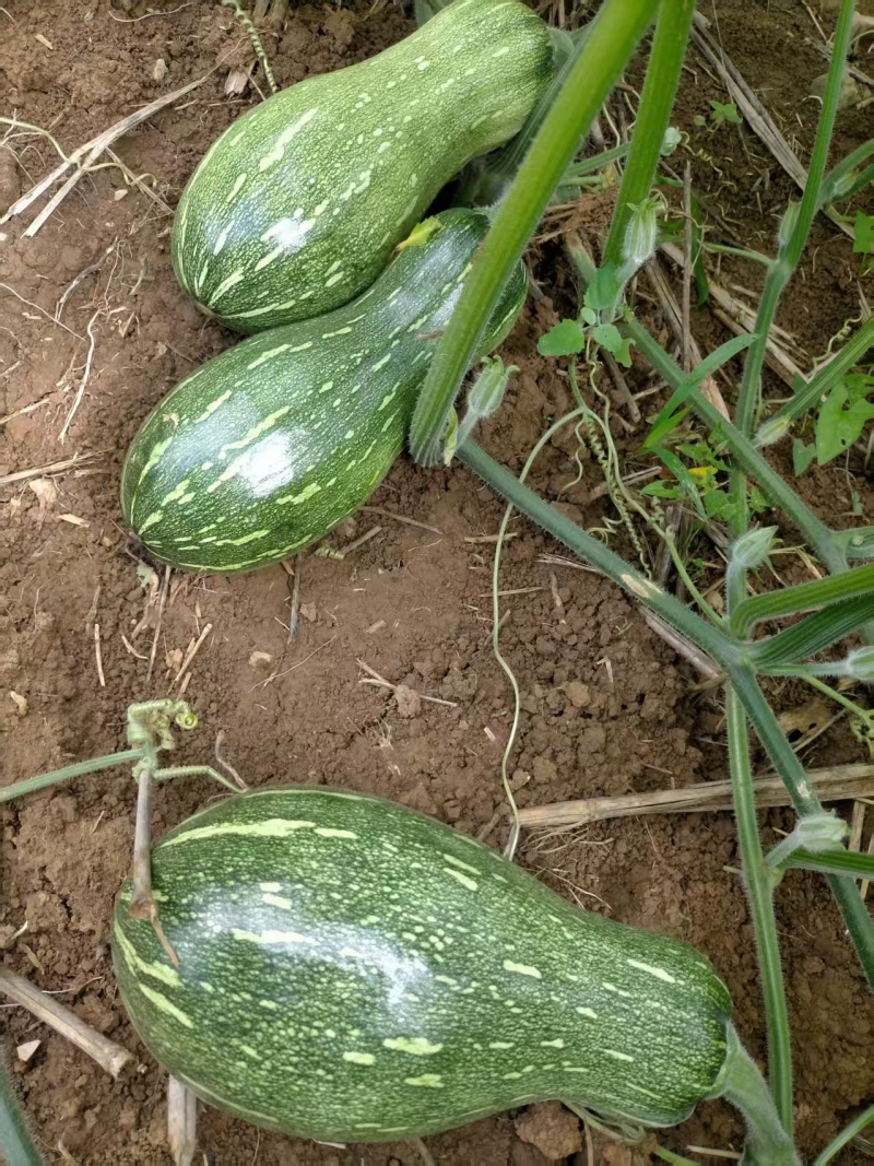 贵州蜜本南瓜