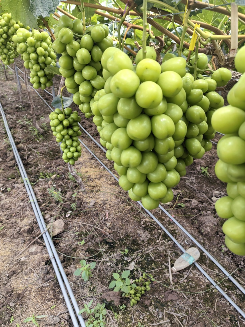 西昌阳光玫瑰