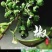 云南昭通青花椒