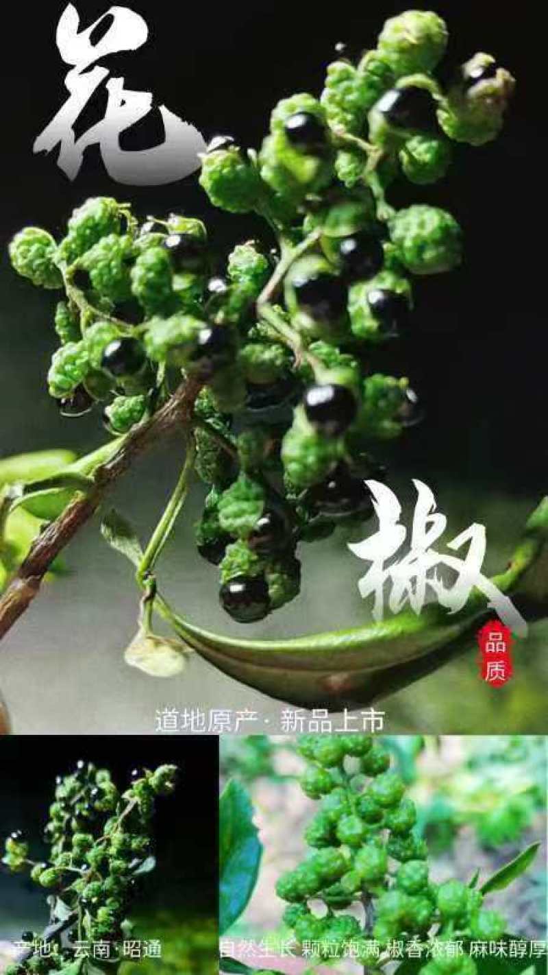 云南昭通青花椒
