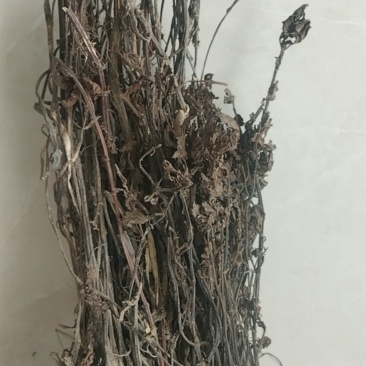 凉粉草
