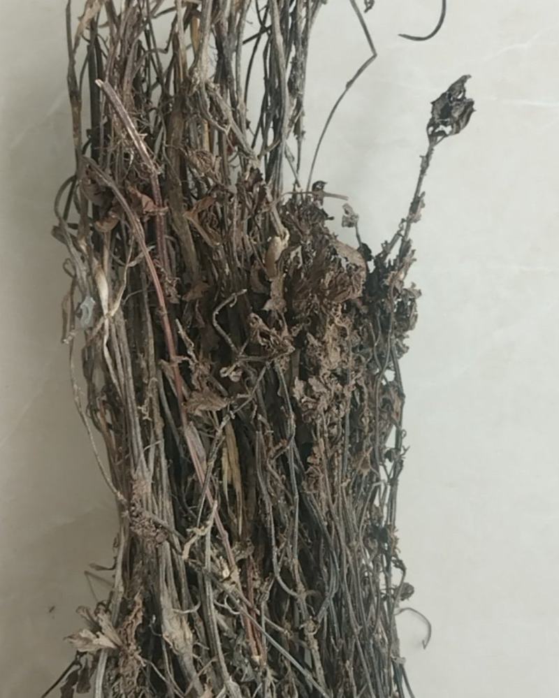 凉粉草