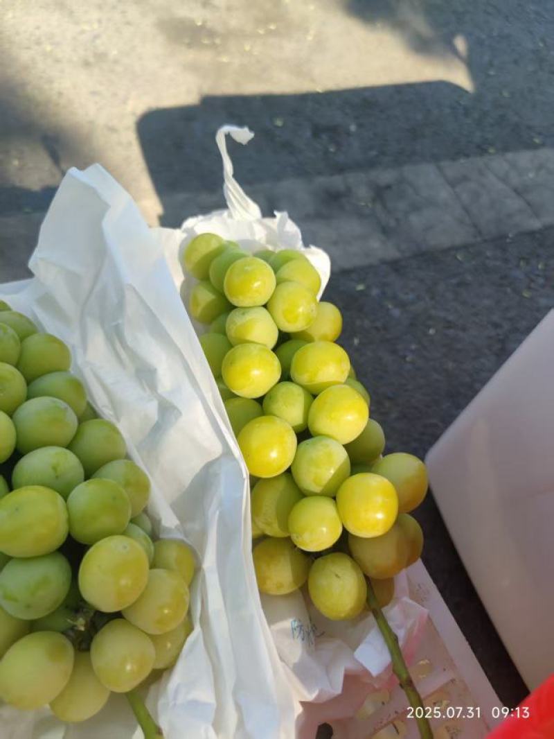 阳光玫瑰