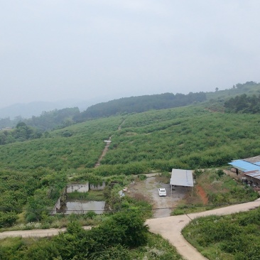 翠红李