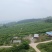 翠红李