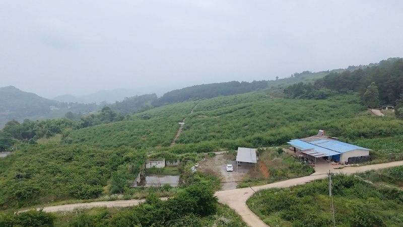 翠红李