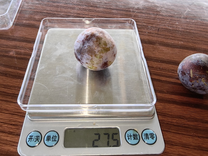翠红李