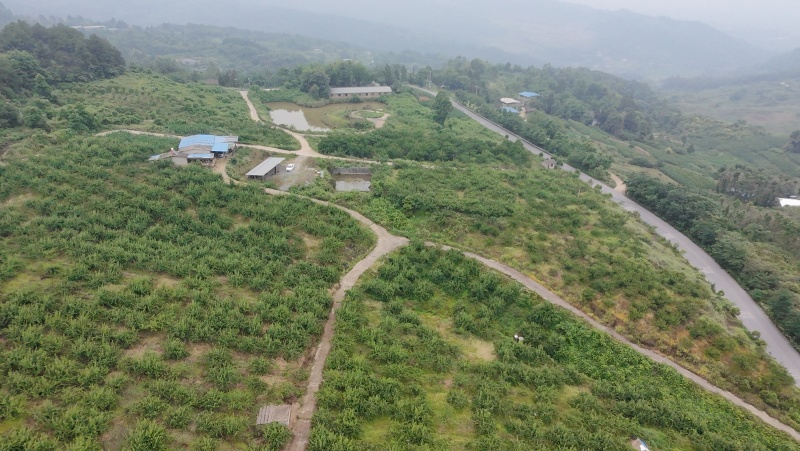翠红李