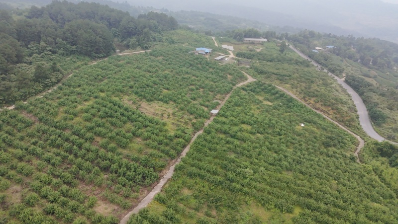 翠红李