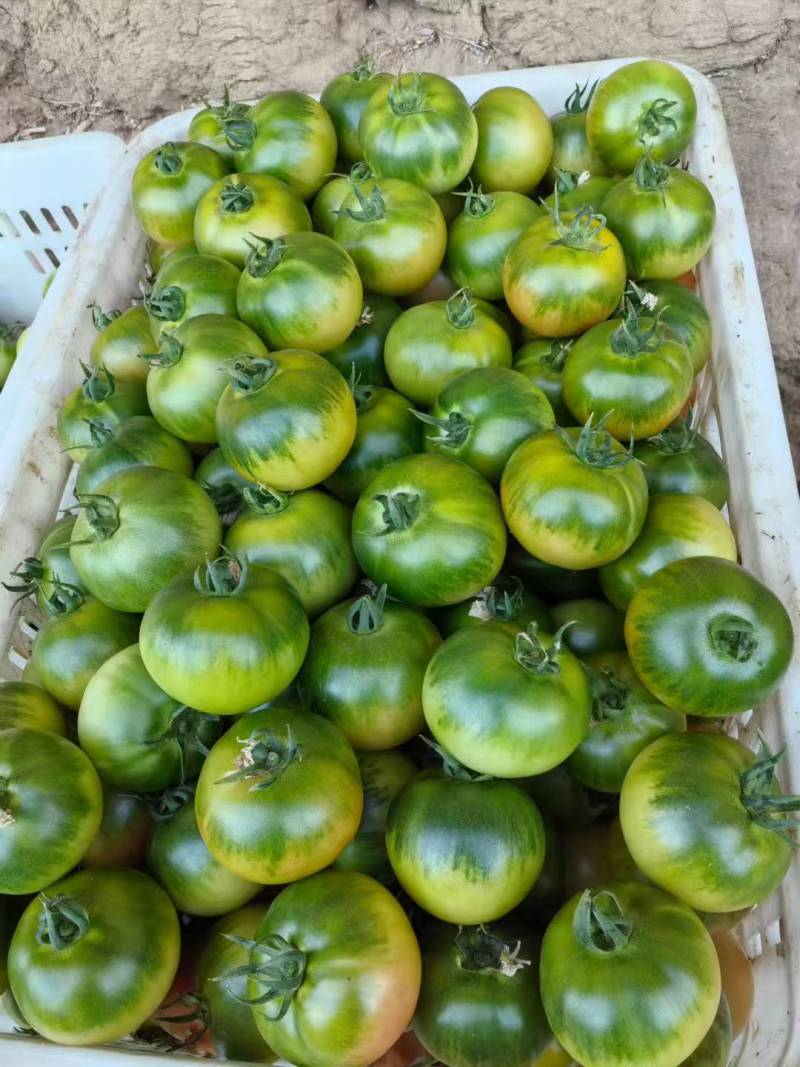 草莓番茄，大红番茄，硬粉番茄，普罗旺斯口感🍅🍅🍅