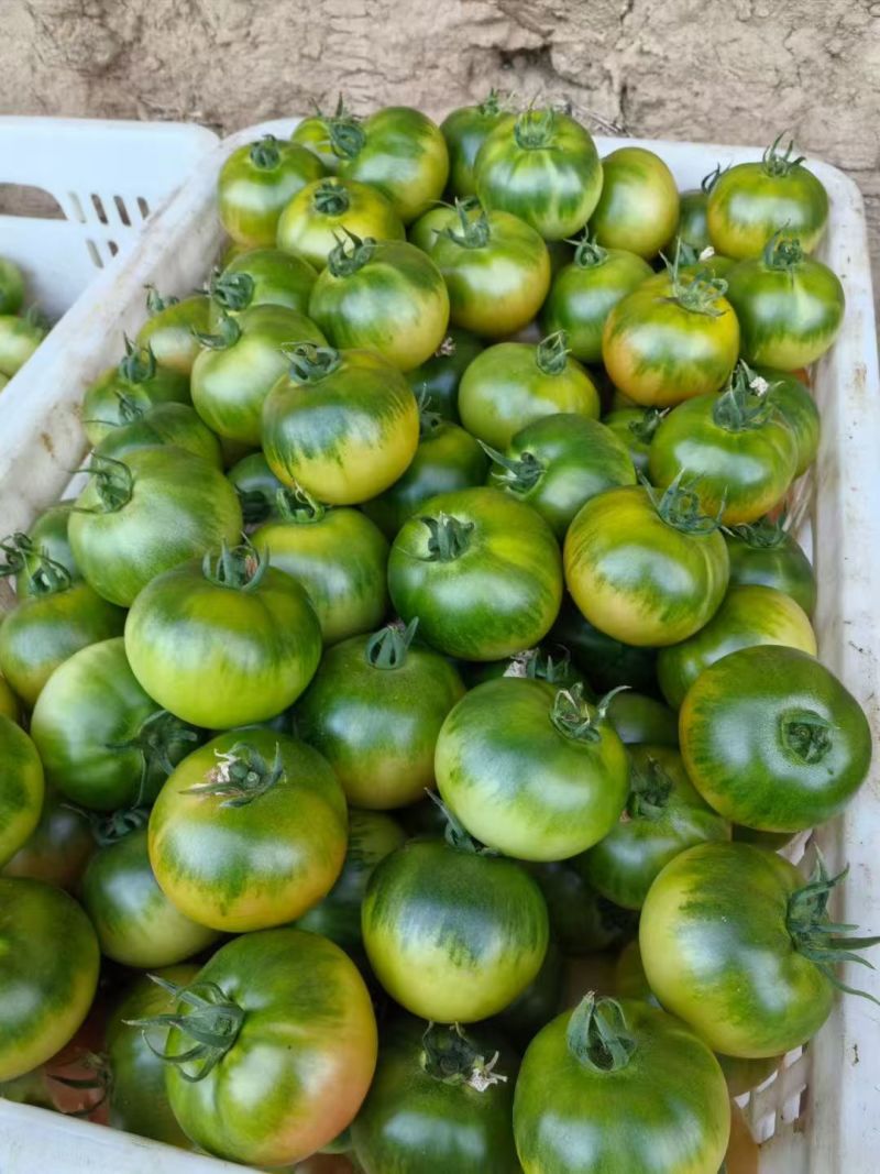 草莓番茄，大红番茄，硬粉番茄，普罗旺斯口感🍅🍅🍅