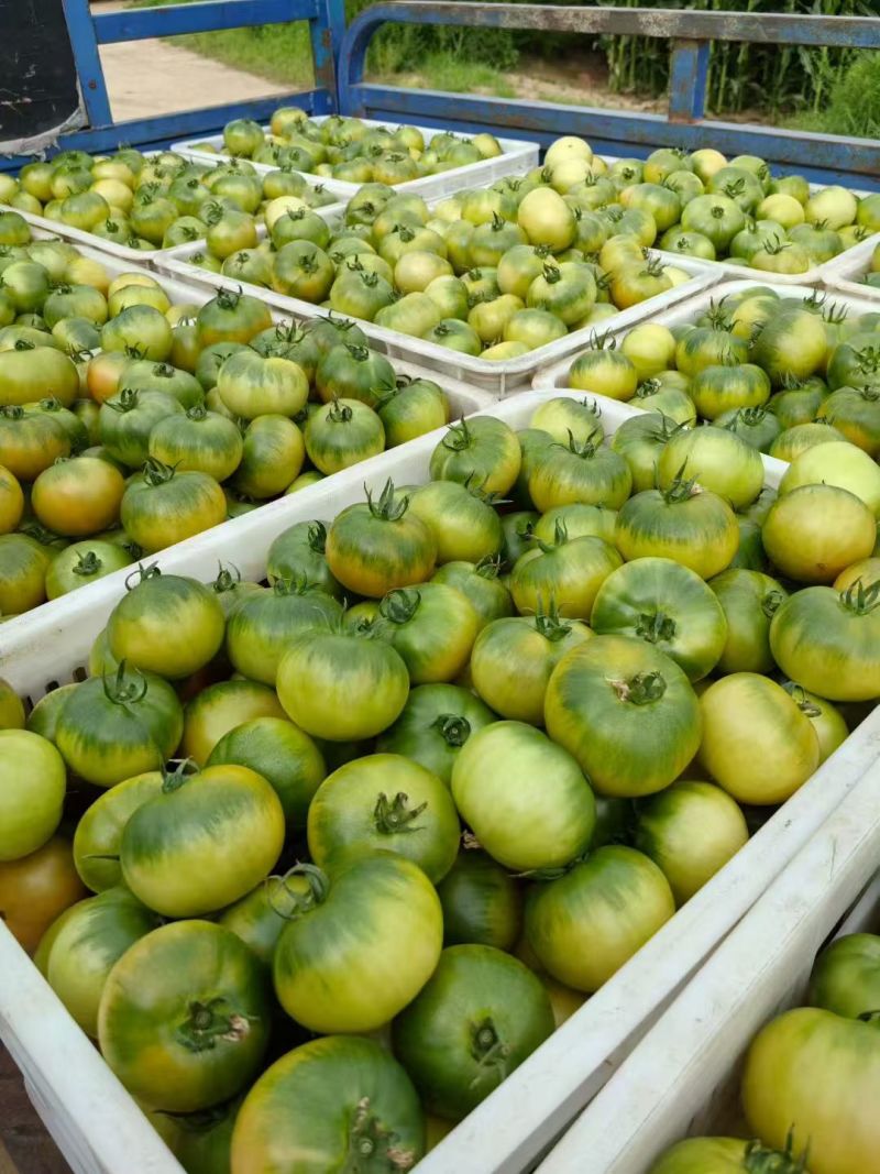 草莓番茄，大红番茄，硬粉番茄，普罗旺斯口感🍅🍅🍅