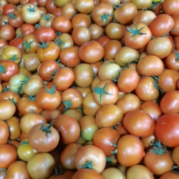 草莓番茄，大红番茄，硬粉番茄，普罗旺斯口感🍅🍅🍅
