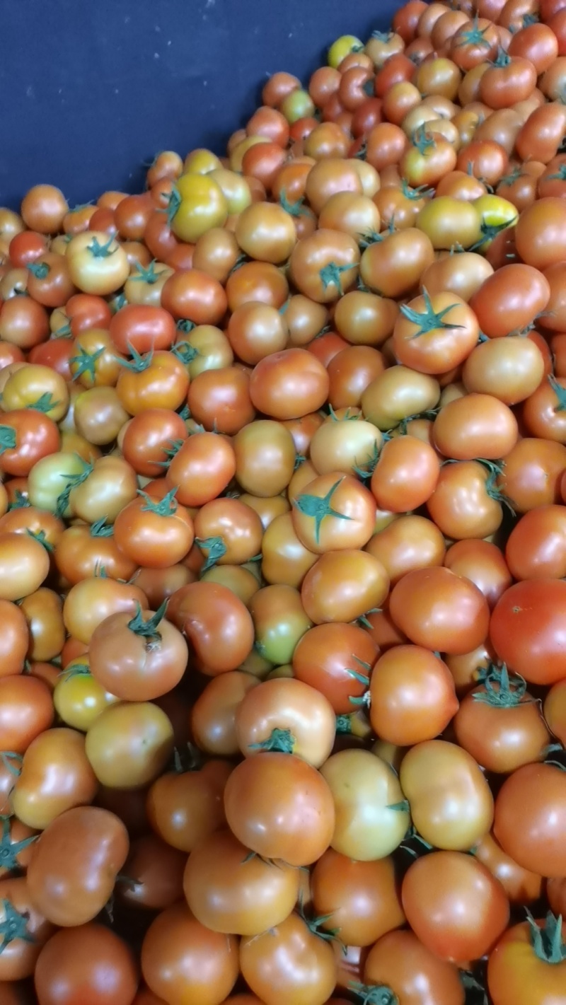 草莓番茄，大红番茄，硬粉番茄，普罗旺斯口感🍅🍅🍅