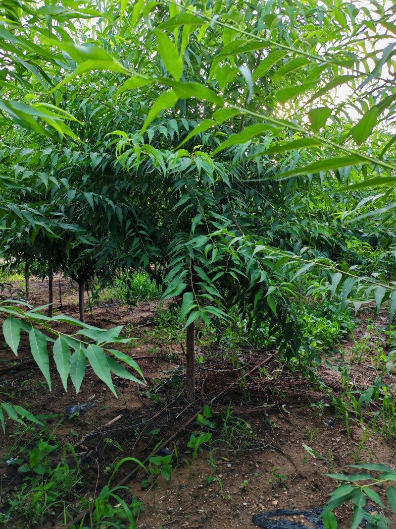 精品山桃，自产自销，绿化苗木，河北省唐山市玉田县直供