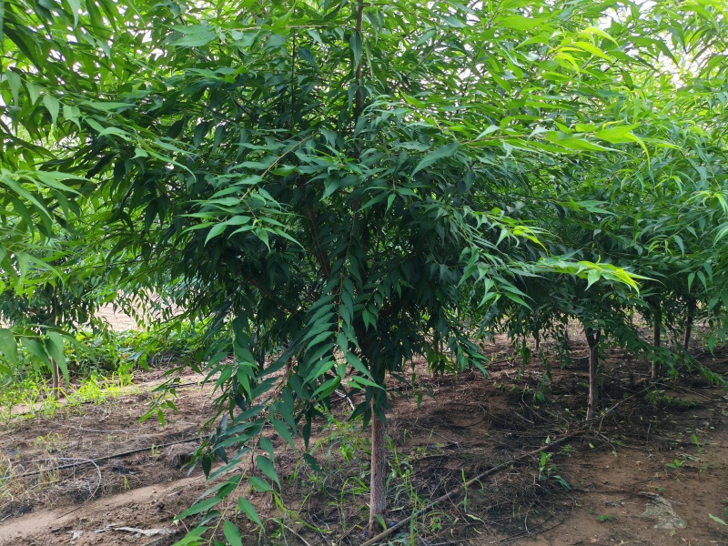 精品山桃，自产自销，绿化苗木，河北省唐山市玉田县直供
