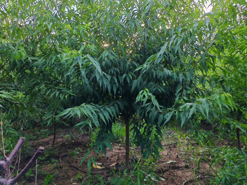 精品山桃，自产自销，绿化苗木，河北省唐山市玉田县直供