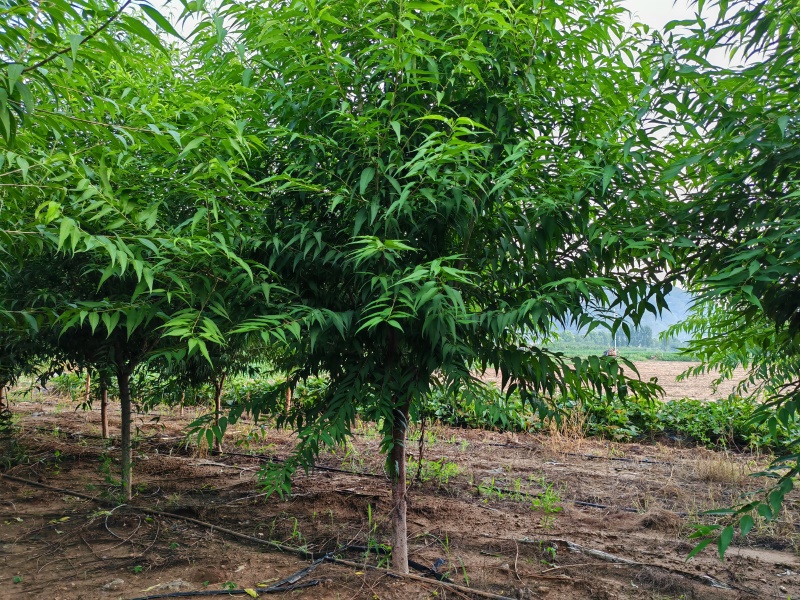 精品山桃，自产自销，绿化苗木，河北省唐山市玉田县直供