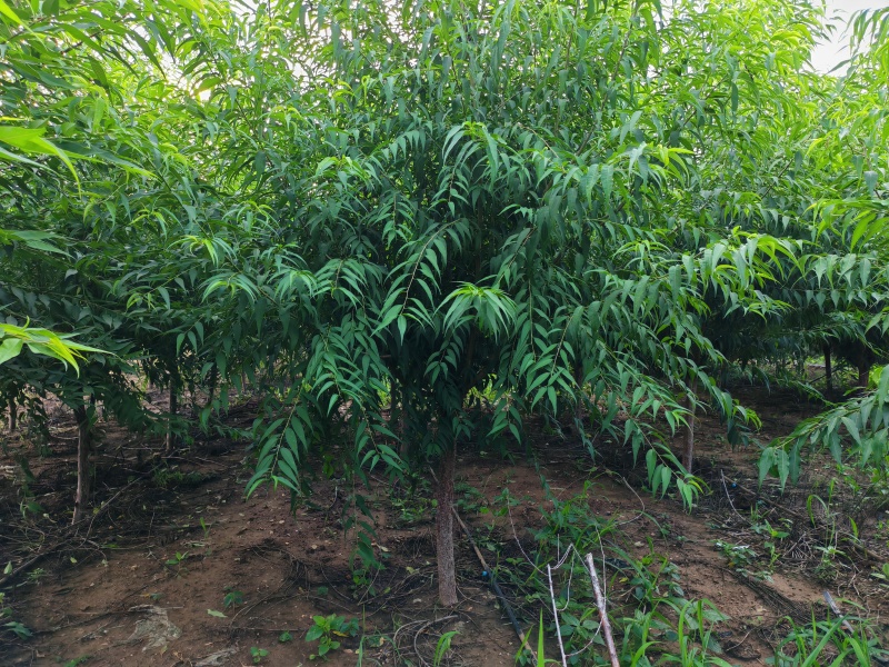 精品山桃，自产自销，绿化苗木，河北省唐山市玉田县直供