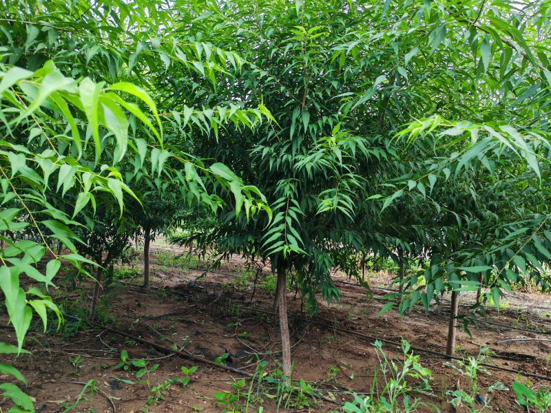 精品山桃，自产自销，绿化苗木，河北省唐山市玉田县直供
