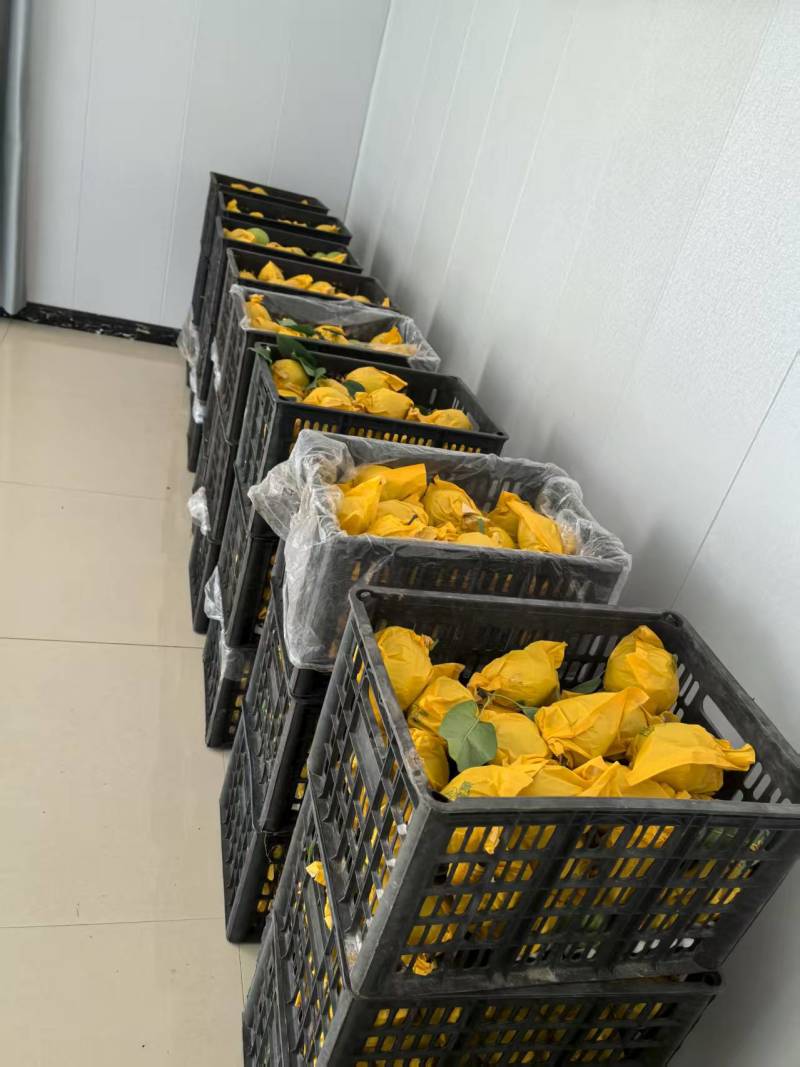 江苏扬州翠冠梨