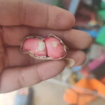 两粒红湿花生